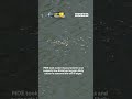 25K dead fish in Baltimore harbor  - 01:03 min - News - Video