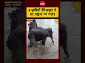 Syed Suhail | Elephant Fight Viral Video | 2 हाथियों की लड़ाई में गई महिला की जान! #shorts #viral