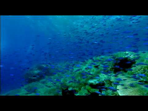 Sharkwater'