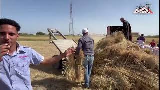   مزارعو-قرية-أبو-سنبل-لـ-بوابة-الأهرام--زيادة-إنتاجية-القمح--أضعاف-عن-العام-الماضي