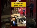 Stray Dogs: दो बार काटने पर कुत्ते को उम्रकैद! | Syed Suhail | UP News | #shorts  - 00:36 min - News - Video
