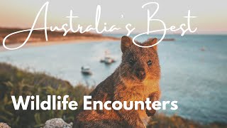 Australia’s Best – Wildlife Encounters