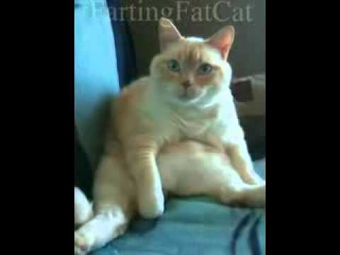 Fart chat Fart chat