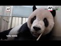 Dos expertos de China ayudan a Taiwán con panda enfermo  - 01:52 min - News - Video