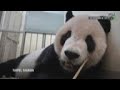 Dos expertos de China ayudan a Taiwán con panda enfermo