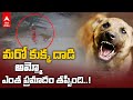 Stray dogs attack child in Hyderabad's Mallapur, CCTV footage