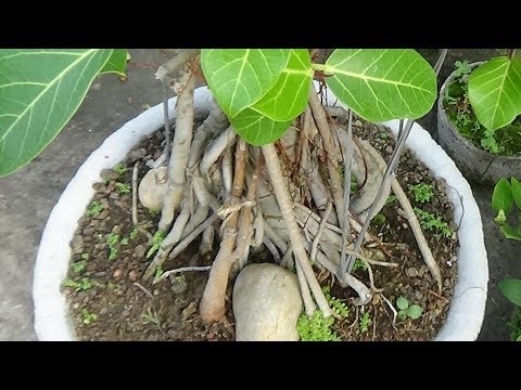 video Bonsai-Bangla Bot