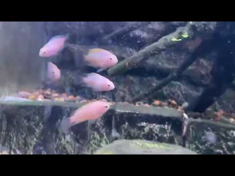 video White Convict Cichlid 5cm