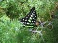 papillons en liberté