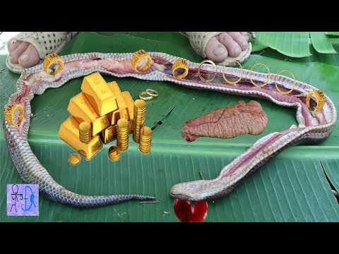 Mổ Bụng Rắn Thần Phát Hiện Kho Báu Vàng Trong Bụng Rắn. Amazing ! Gold In The Belly Of Snake