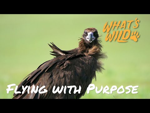 screenshot of youtube video titled Flying with Purpose | What's Wild