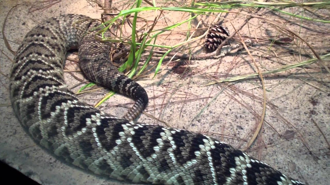 Large Venomous Eastern Diamondback Rattlesnake At The Atlanta Zoo - YouTube