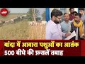 UP News: Banda में आवारा पशुओं का आतंक 500 बीघे की फ़सलें तबाह | NDTV India