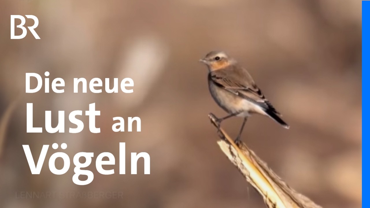 Trend Birdwatching: Warum Menschen auf Vögel starren | Birding | Capriccio | BR