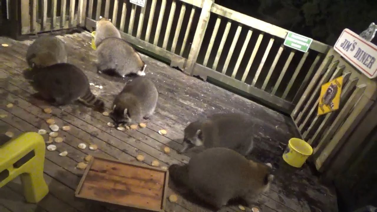 Thirteen Raccoons at the Diner Monday Night