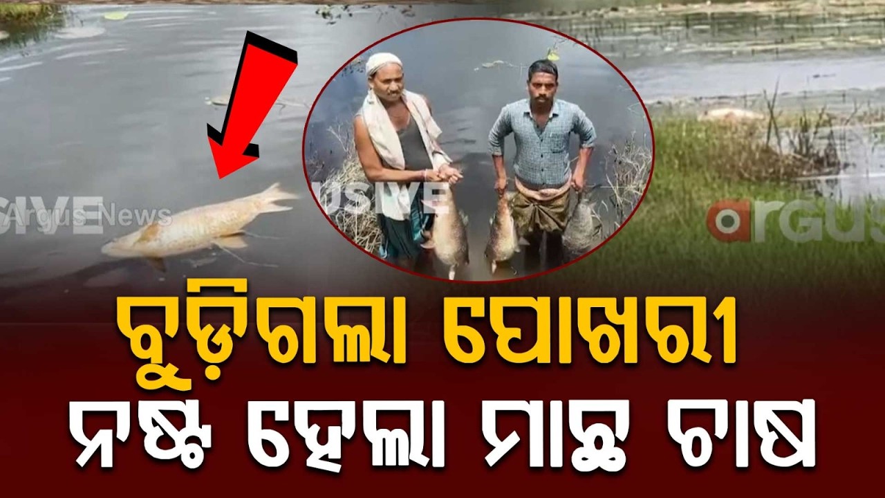 Mahanadi Flood Hits Fish Farmers; Massive Loss In Telenia Village | Argus News