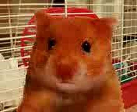 Harry The Hamster 2 Harry The Hamster 2