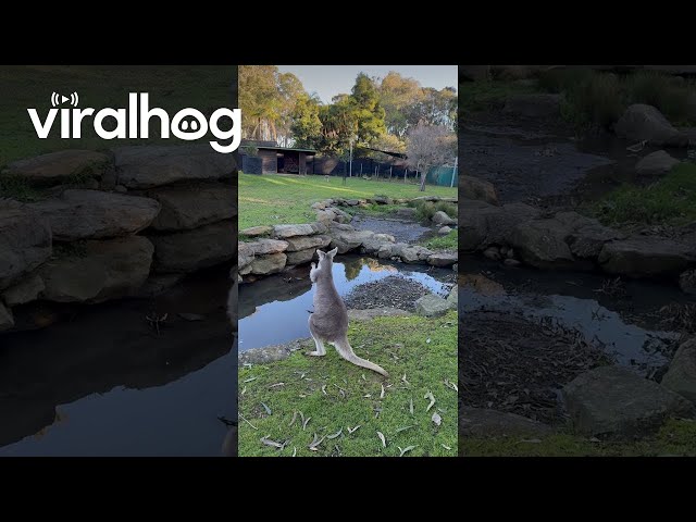 Dancing Kangaroo || ViralHog
