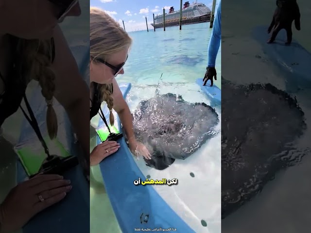 ستظهر لك هذه السمكة إذا وضعت يدك على الملصق 😮
