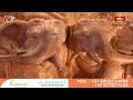 శివ సహస్రనామ స్తోత్రం ఎంత శక్తివంతమైనదో తెలుసుకోండి | Koti Deepotsavam 2022 Day 1 | Bhakthi TV  - 08:55 min - News - Video