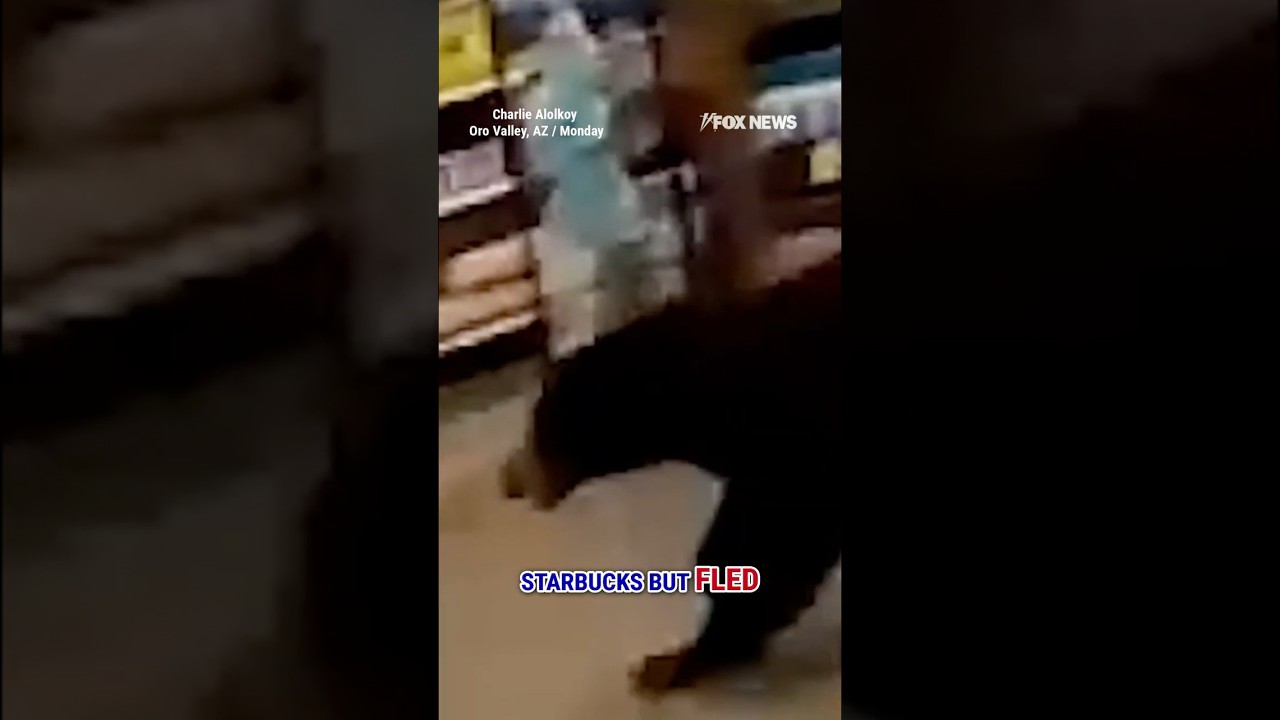 WATCH: Bear cub strolls through AZ grocery store #shorts #bearcub #animals #viral #foxnews #us