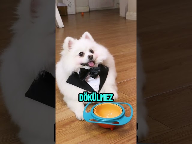 Zeki köpek tabağı yapıştırıyor 😱🐶