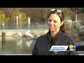 Zoo helping revival of the African penguin species  - 01:56 min - News - Video