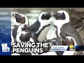 Zoo helping revival of the African penguin species