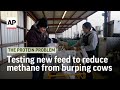 Testing new feed that reduces methane from burping cows | The Protein Problem