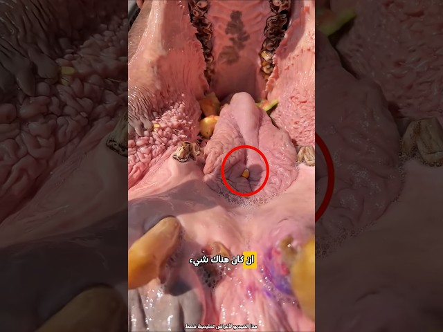 أطعم الرجل حبة ذرة لفرس النهر 😮 #shorts