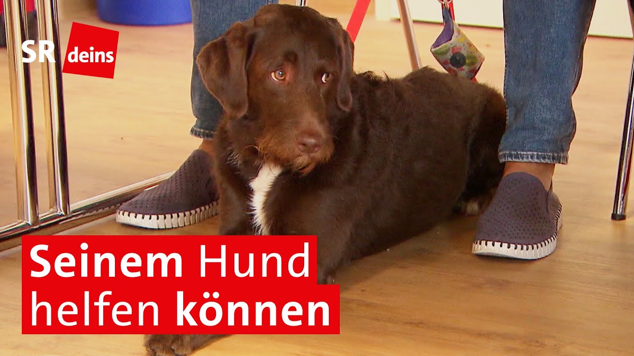 Erste-Hilfe-Kurs für Hundebesitzer: Vom Verband für die Pfote bis zur Wiederbelebung