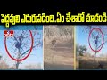 Youth climb tree to save from tiger, video goes viral