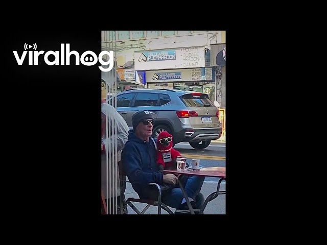 Dripped Out Dog Sits At Outdoor Table || ViralHog