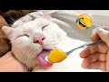 New Funny Animals  Funniest Cats and Dogs Videos