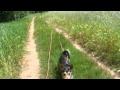 boby rappel Etre Chien Joanna Torres éducation canine