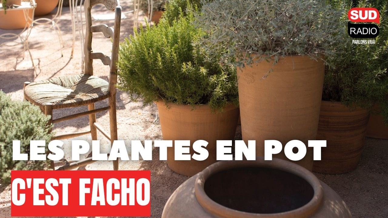 Attention, les plantes en pot, c'est facho !