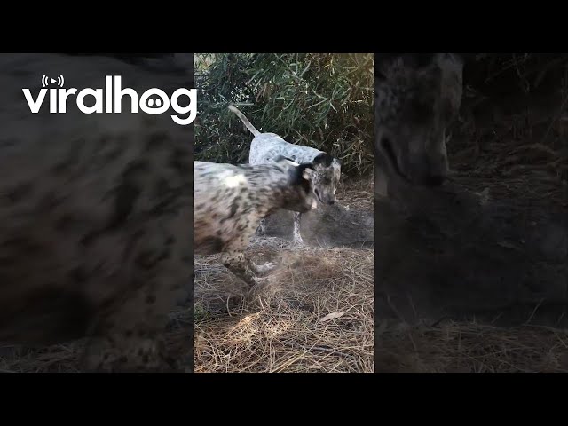 Dust Shake Off || ViralHog
