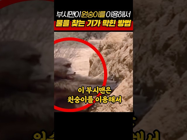 부시맨이 원숭이를 이용해서 물을 찾는 기가 막힌 방법