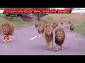 18 lions trapped by forest officials in Gujarat