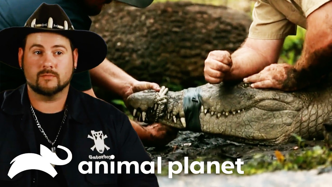 Crocodile Rescues | Gator Boys | Animal Planet
