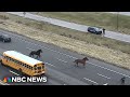 Video shows runaway police horses galloping along I-90 in Cleveland