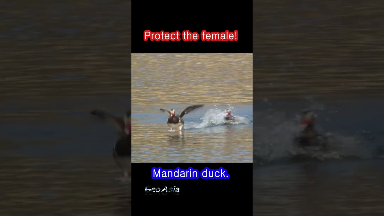 Protect the female - Mandarin duck #shorts