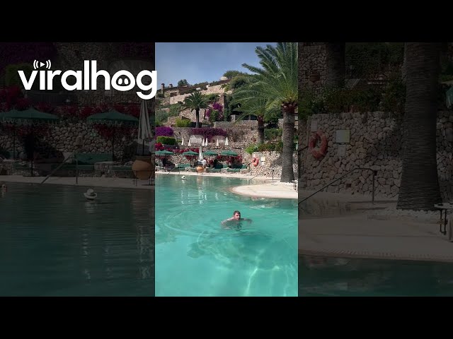 Reverse Dive || ViralHog