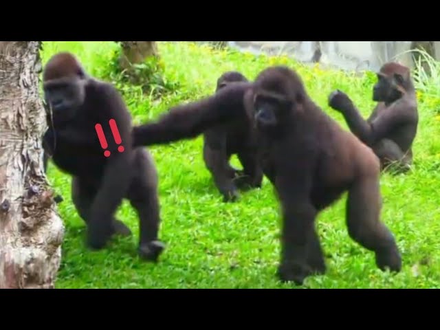 Iriki suddenly pushed Tayari away.😆🤪❤️艾媽突然推走塔莉