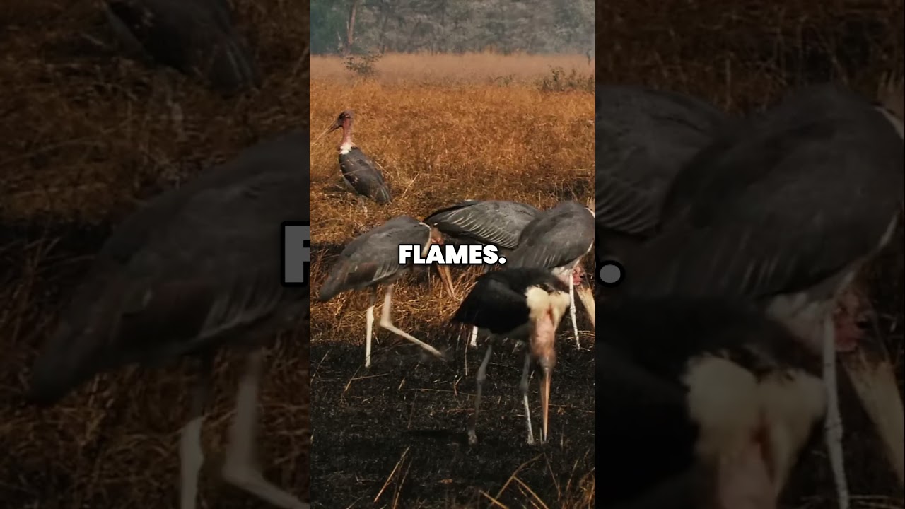 Wildfire's Cycle: Destruction & Rebirth in Nature's Embrace