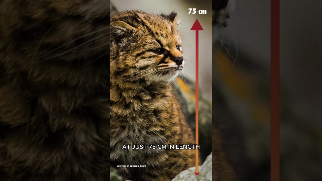 Kodkod, The Shyest Cat in The Americas #Kodkod #Cats #Shorts