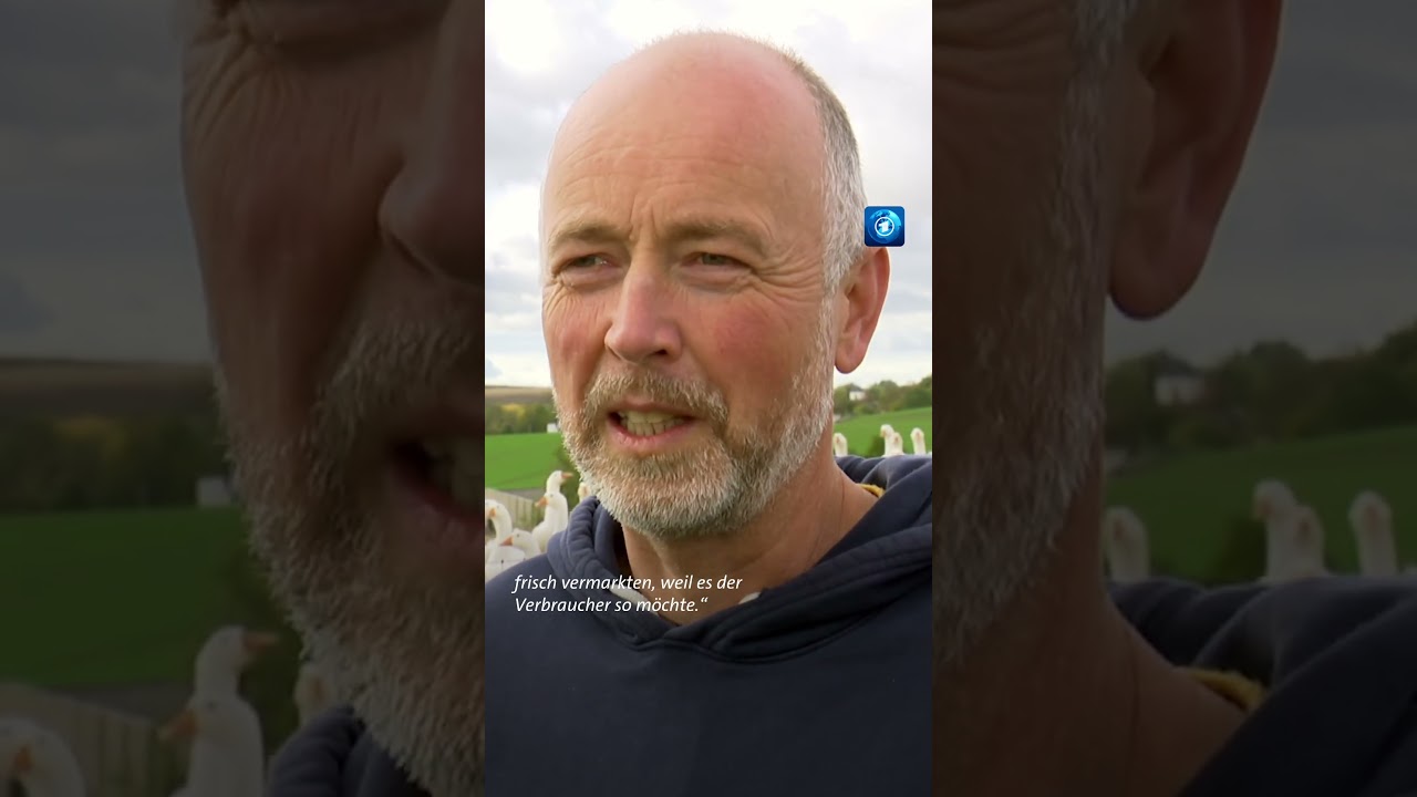 Mit dem Vogelzug breitet sich im Herbst auch die Vogelgrippe wieder aus Vogelgrippe shorts