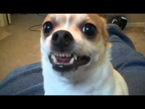 My Evil Dog