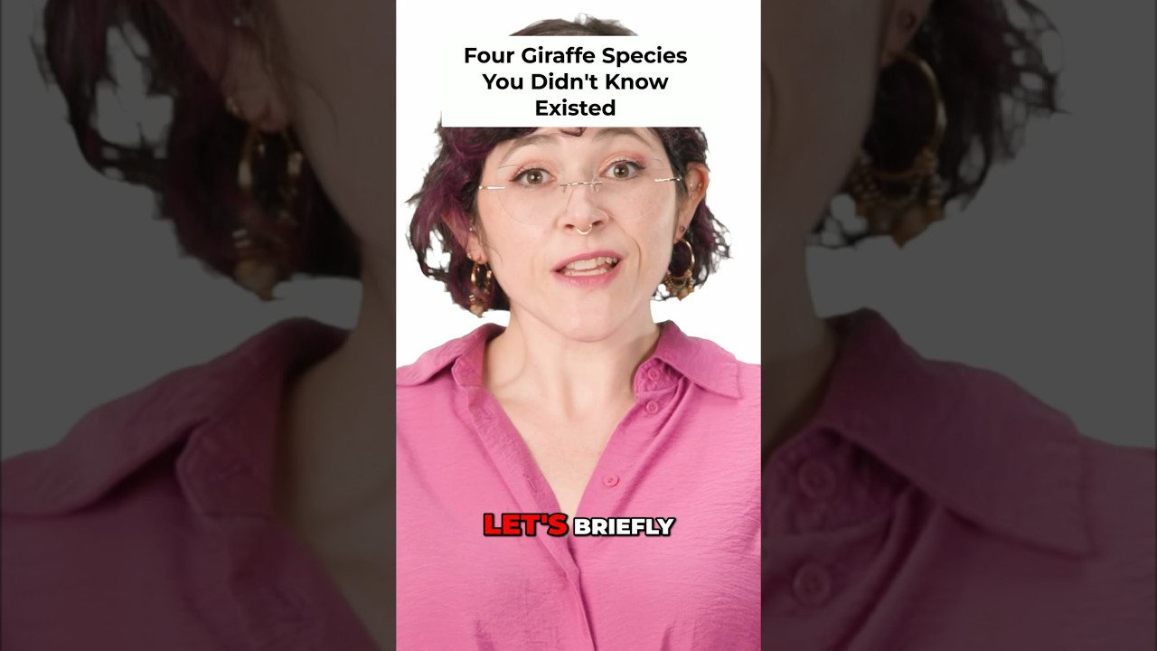 Meet the 4 Giraffe Species! You Won't Believe The Difference #Shorts #Girafe #Animals #Wildlife
