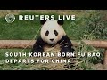 LIVE: Fu Bao, the first giant panda born in South Korea, departs for China | REUTERS
